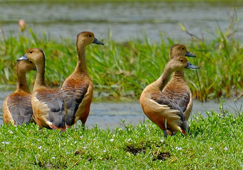 Bundala National Park